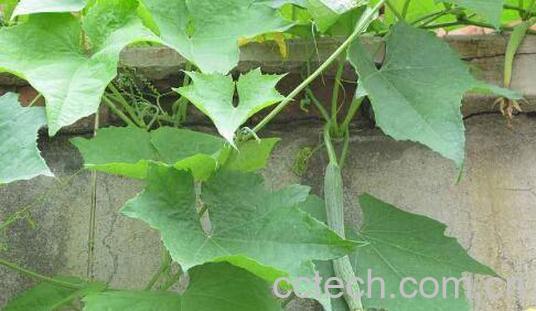 丝瓜叶煮水的功效与作用-1