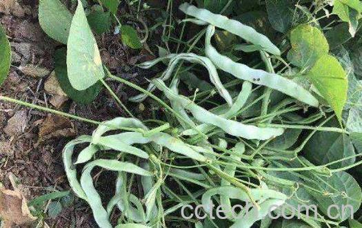 地芸豆怎么种 地芸豆什么时候种植-1