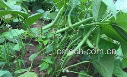 地芸豆怎么种 地芸豆什么时候种植-0