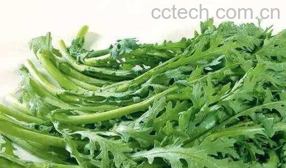 茼蒿菜的作用与功效及禁忌-0