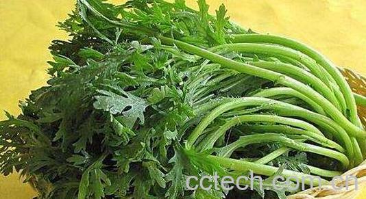 茼蒿菜的作用与功效及禁忌-1