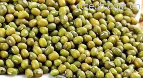 竹豆与绿豆的区别-1