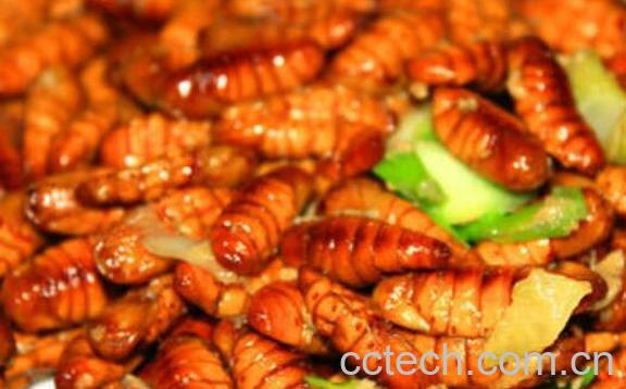 每天吃5个蚕蛹的好处-0