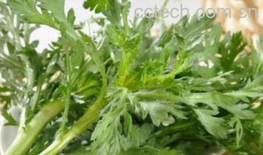 吃茼蒿的好处和危害-0