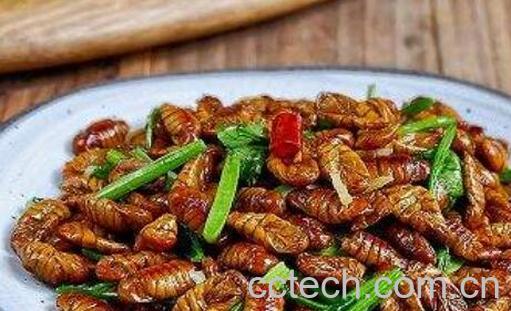 每天吃5个蚕蛹的好处-1