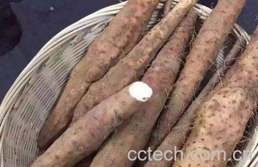 毛薯和山药的区别 吃毛薯的好处-0