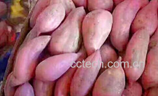 甜薯的功效与作用及禁忌-1
