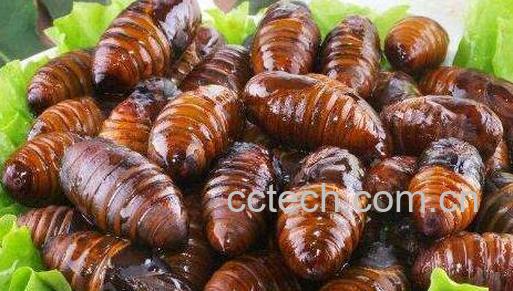 蚕蛹的功效与作用及禁忌-1