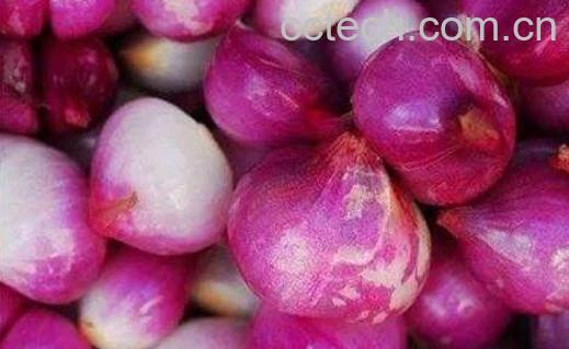 白洋葱和红洋葱的区别-1
