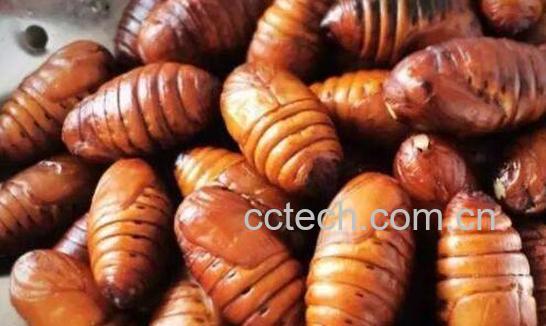 蚕蛹的功效与作用及禁忌-0