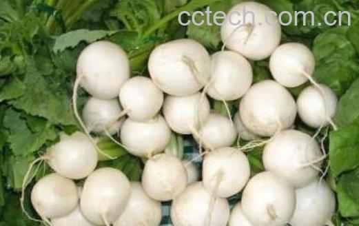 芜菁的功效与作用 芜菁的禁忌-1