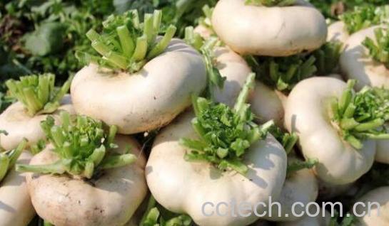 芜菁的功效与作用 芜菁的禁忌-0