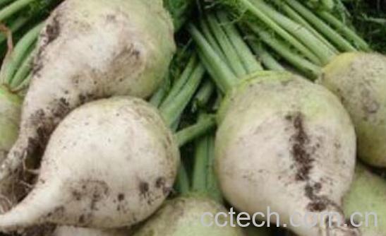 大头菜的功效与作用-1