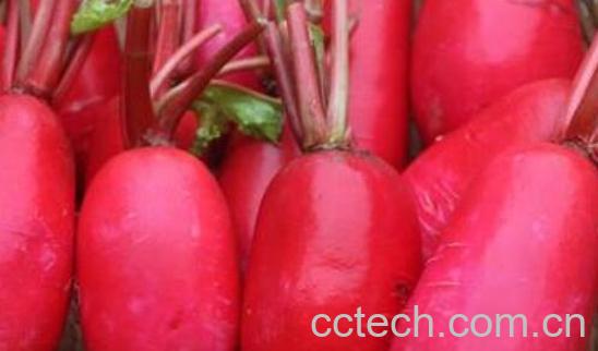 女人吃红皮萝卜的好处-1