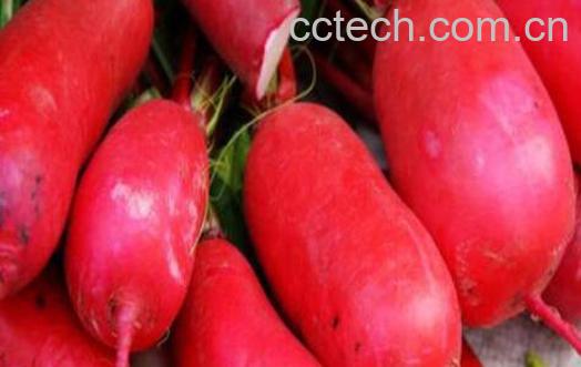 女人吃红皮萝卜的好处-0