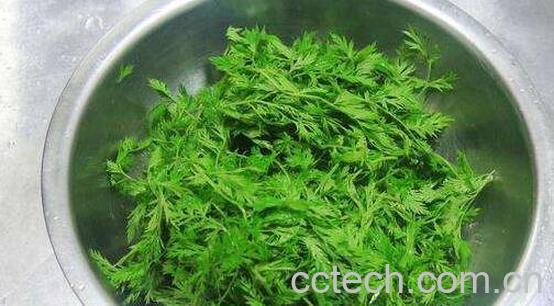 胡萝卜缨子的功效和作用-1