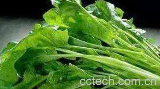 小萝卜缨的功效和营养-1