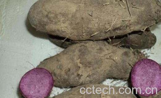 大薯与毛薯的区别 大薯的食用方法-0