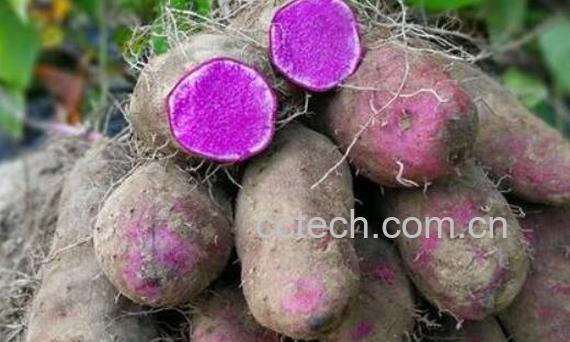 大薯有什么功效与作用 大薯有什么禁忌-0