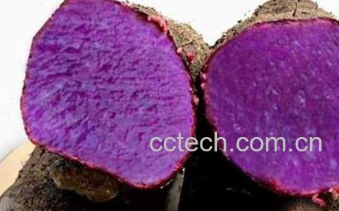 大薯与毛薯的区别 大薯的食用方法-1