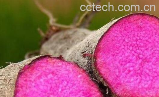 毛薯的功效与作用 毛薯做什么好吃-1