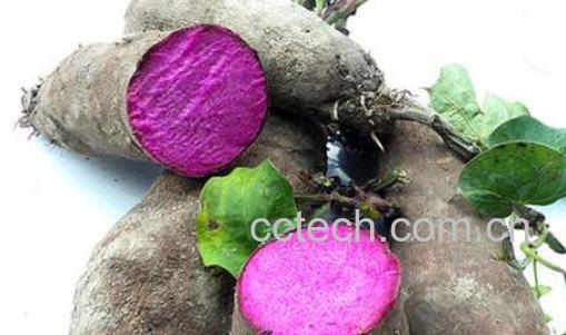 毛薯的功效与作用 毛薯做什么好吃-0