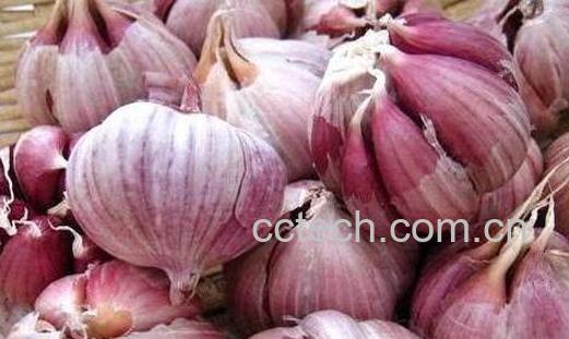 大蒜怎样保存不发芽-0
