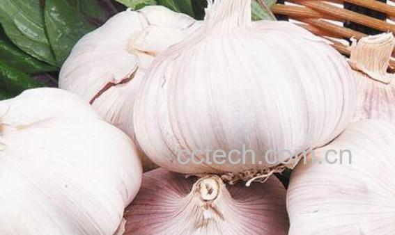 大蒜头的功效与作用 -0