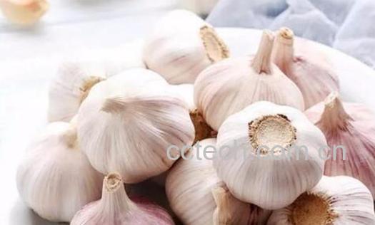 大蒜头的功效与作用 -1