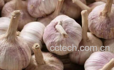 大蒜怎样保存不发芽-1