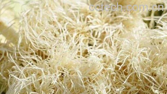 葱白煮水的功效与禁忌-1