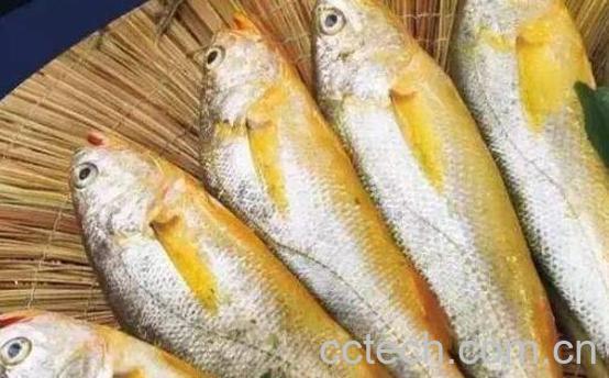 黄花鱼的营养价值 吃黄花鱼的好处-0