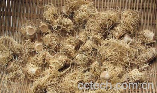 葱根煮水的功效与禁忌-1