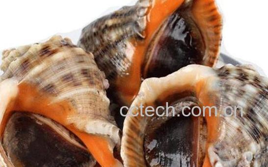 大海螺的营养价值 吃大海螺的好处-1