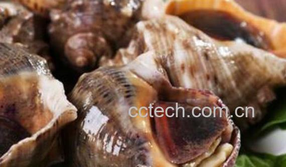 大海螺的营养价值 吃大海螺的好处-0