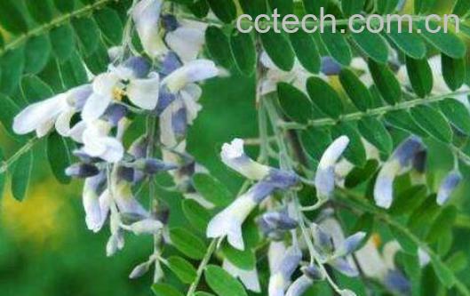 苦刺花的功效与作用-0