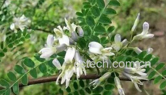 苦刺花的功效与作用-1