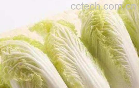 娃娃菜和大白菜的区别-0