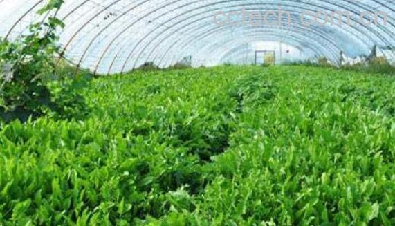 春天种植什么蔬菜好 适合春天种植的蔬菜有哪些-0