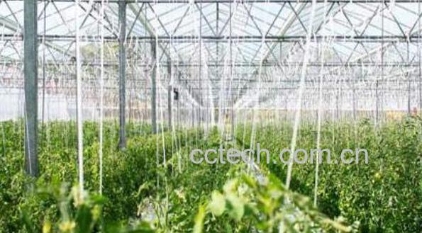 春天种植什么蔬菜好 适合春天种植的蔬菜有哪些-1