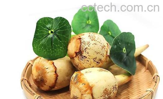 茨菇的营养价值 茨菇的功效与作用-1