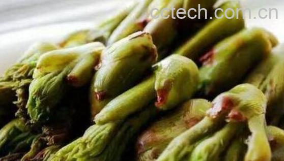 刺老芽的食用方法和功效-1