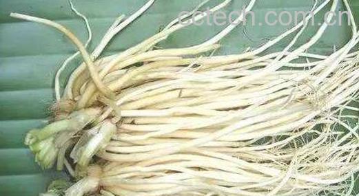 吃葱须的好处和坏处-0