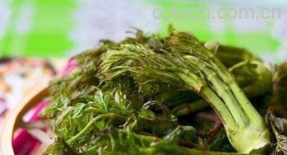 刺老芽的食用方法和功效-0
