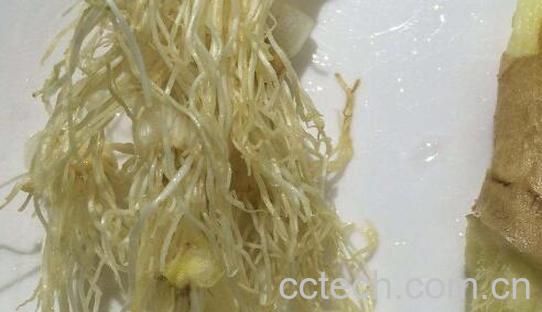 大葱根须的功效和禁忌-1