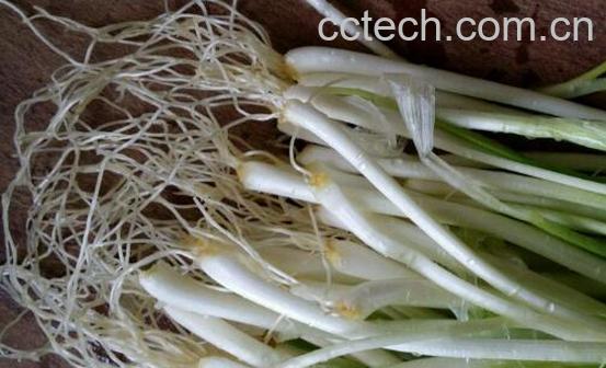大葱根须的功效和禁忌-0