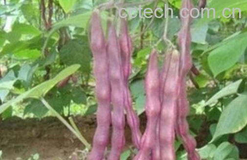 紫皮芸豆的功效与作用-0