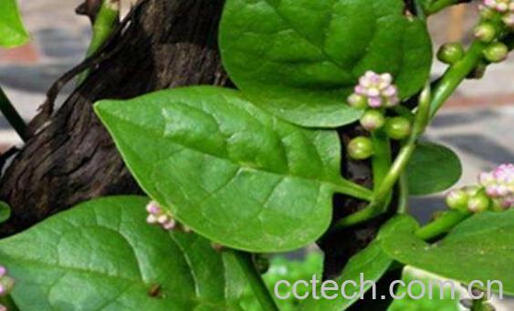 红藤菜的功效与作用 红藤菜怎么做好吃-0