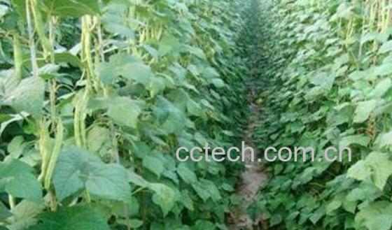 芸豆怎么才能开花多 芸豆开花期管理-1