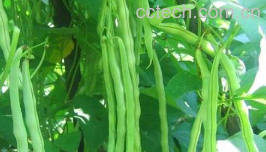 芸豆怎么才能开花多 芸豆开花期管理-0